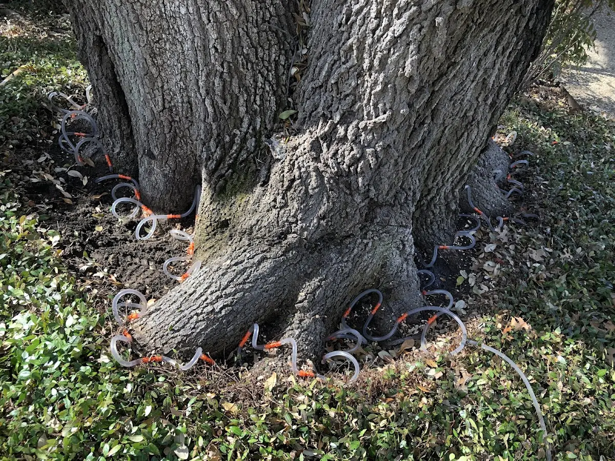 Detailed Tree Cabling and Bracing job site in Winter Garden