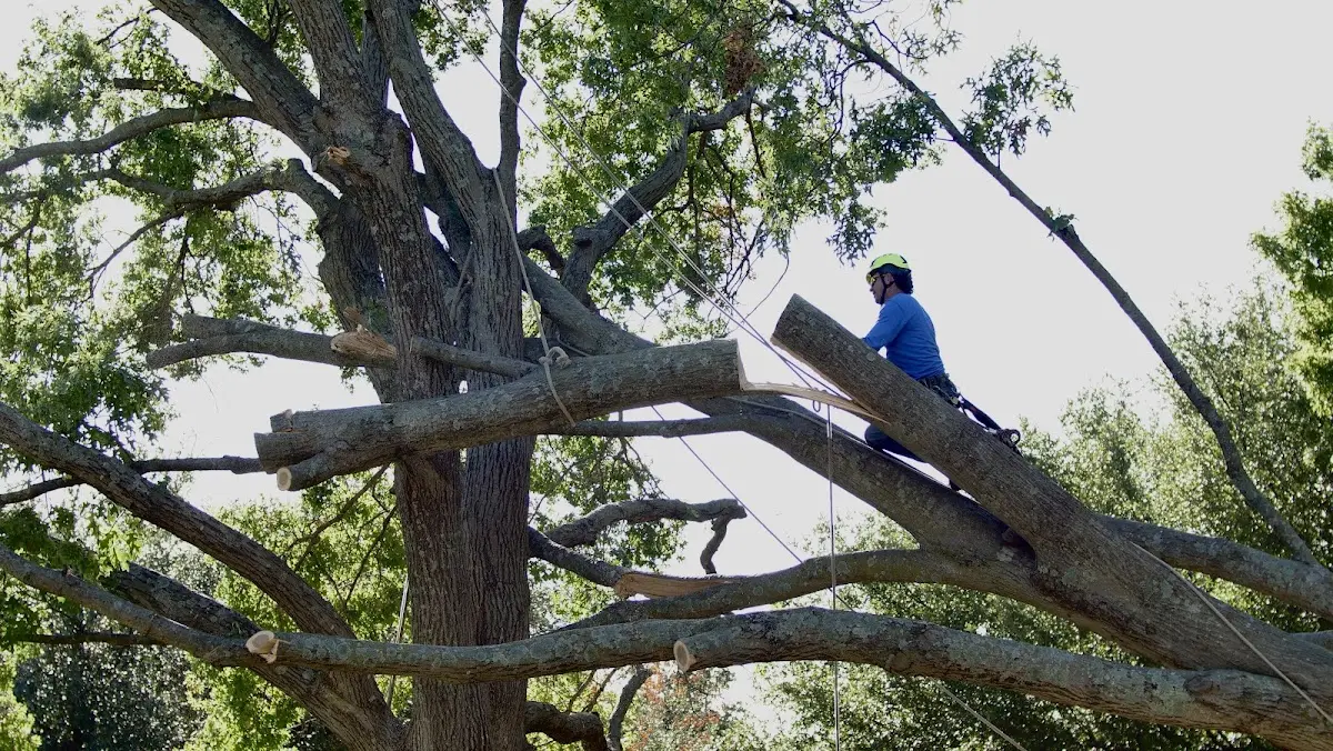 Professional Crown Thinning performed by certified arborists in Winter Garden