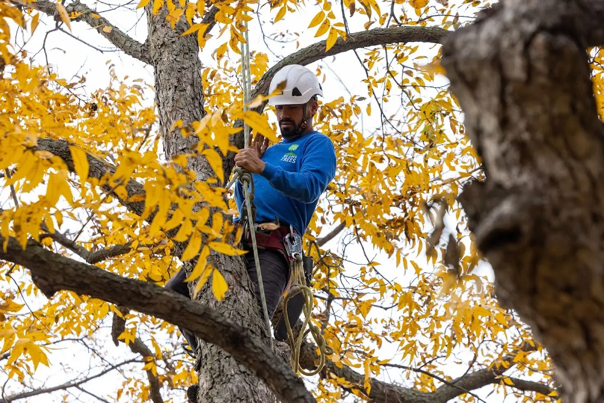 Skilled Tree Planing crew working in Winter Garden