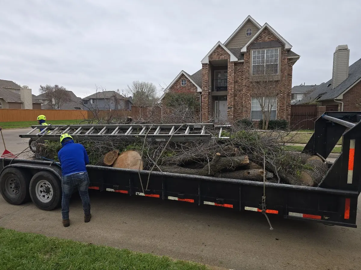 Expert Tree Removal with proper safety equipment in Winter Garden